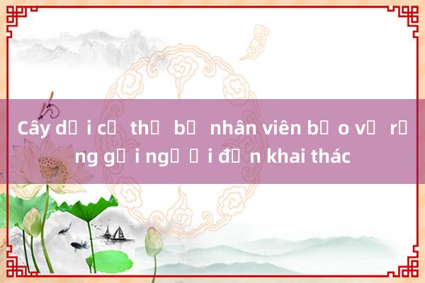 Cây dổi cổ thụ bị nhân viên bảo vệ rừng gọi người đến khai thác